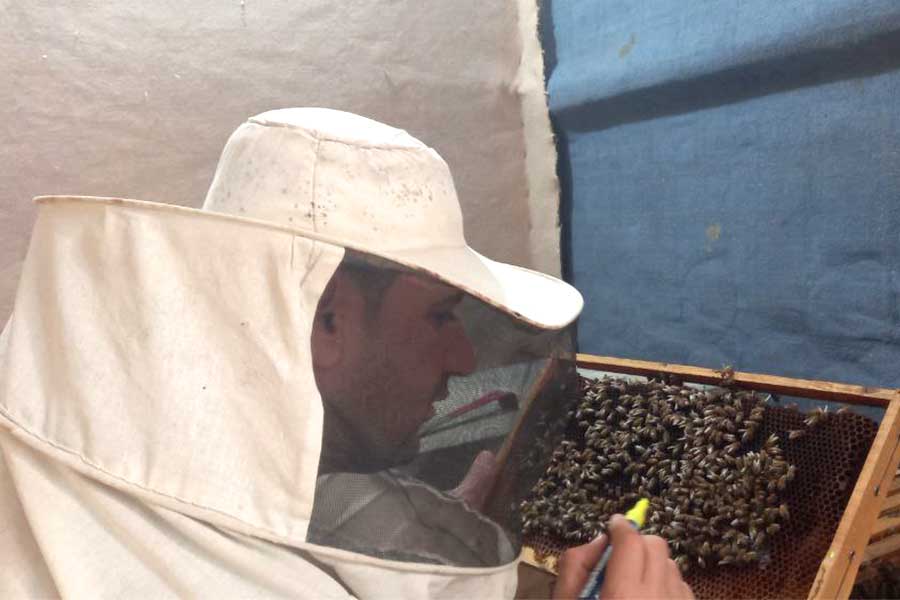 Apiary – Mo’taasem