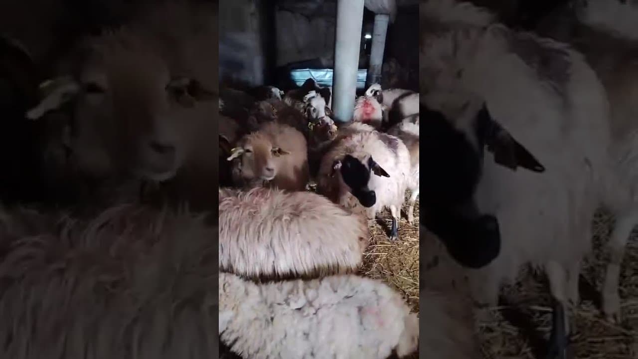 Sheep/Goat Farm