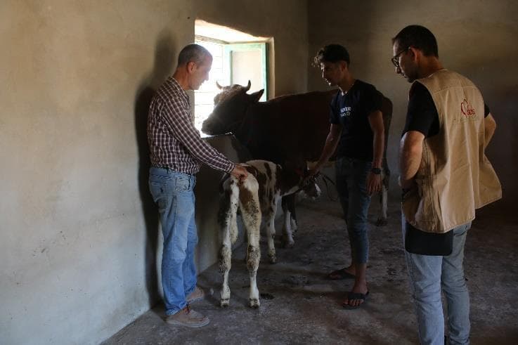 Cow Farming – Dahoud
